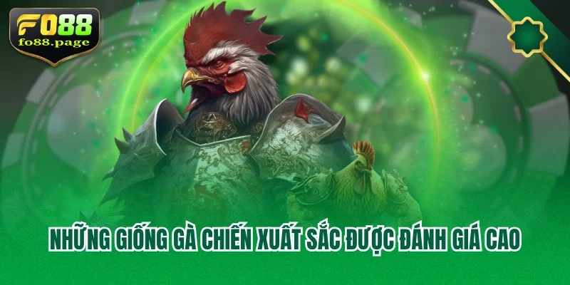 Những giống gà chiến xuất sắc được đánh giá cao