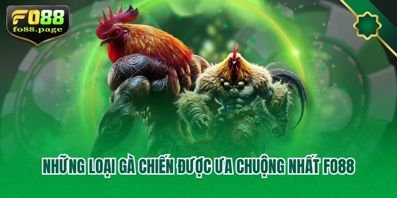 Những loại gà chiến được ưa chuộng nhất Fo88