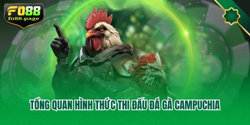 Tổng quan hình thức thi đấu đá gà Campuchia